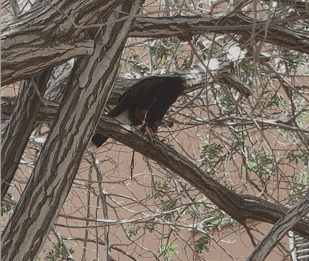 Imagen del rapaz avistado en Las Remudas / TA 